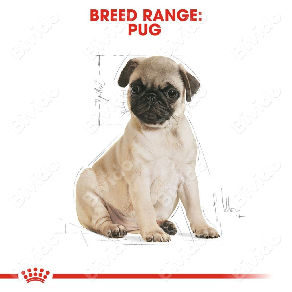 Thức ăn Royal Canin Pug Puppy chó con Pug dưới 10 tháng túi 1.5kg - Bivido