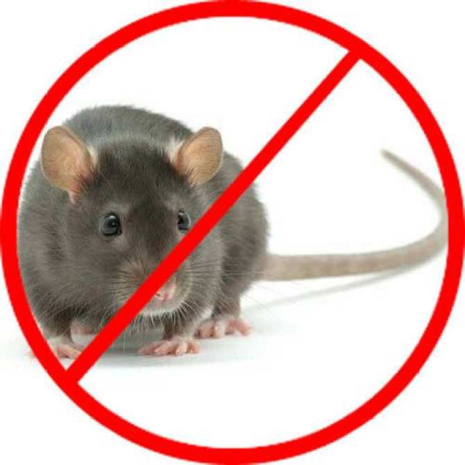 Thuốc Diệt Chuột KILLRAT (KILL RAT) Không Cần Trộn Thức Ăn - 1 hộp 2 gói x 50gam/gói