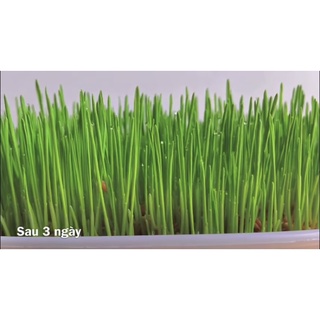 1kg Hạt mạch Úc (hạt giống cỏ lúa mỳ) & Hạt đại mạch