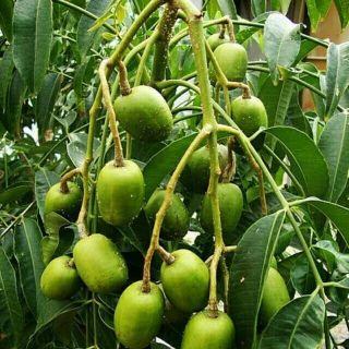 Cây giống cóc thái ngọt