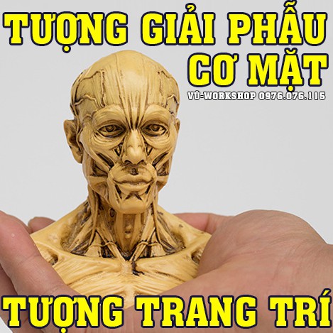 Mô hình anatomy - Tượng giải phẫu cơ mặt - Tượng trang trí - Tượng học Kiến trúc-mỹ thuật, học y dược, nghiên cứu sinh.