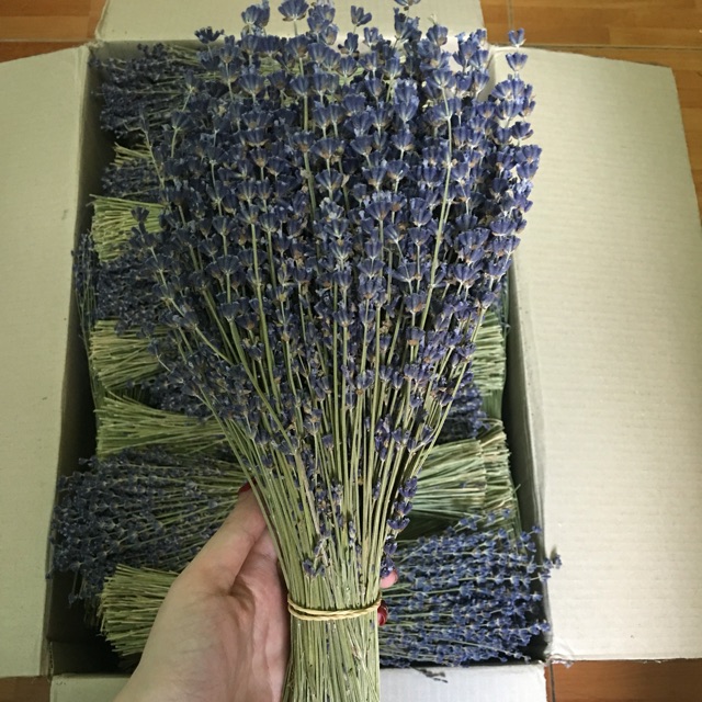 Bó hoa Lavender Pháp đủ Bill (ko bọc gói)