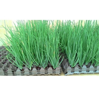 Hạt Giống Hành Lá Gói 1g