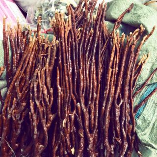 Nấm linh chi sừng hươu