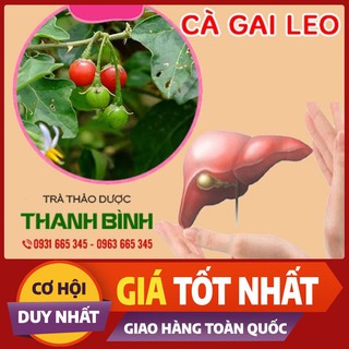 Cà Gai Leo Khô 1kg - Thảo Dược Thanh Bình - Hàng Công Ty