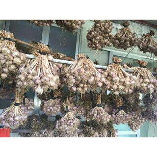 Sỉ giá gốc tỏi ta 2kg