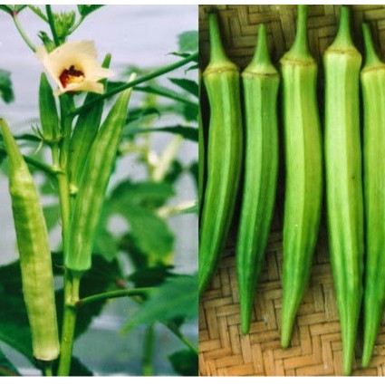Hạt giống đậu bắp xanh F1 . Túi 10gr