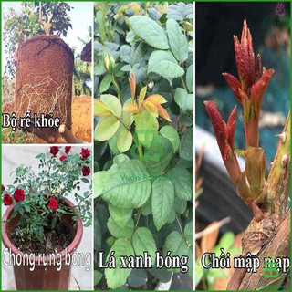 Phân Bón Lá Sinh Học Humic 1Lít