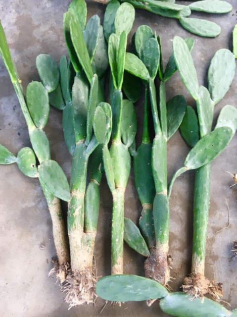 Xương rồng tai thỏ 60-80cm