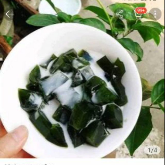 Giống sương sâm đã có rễ