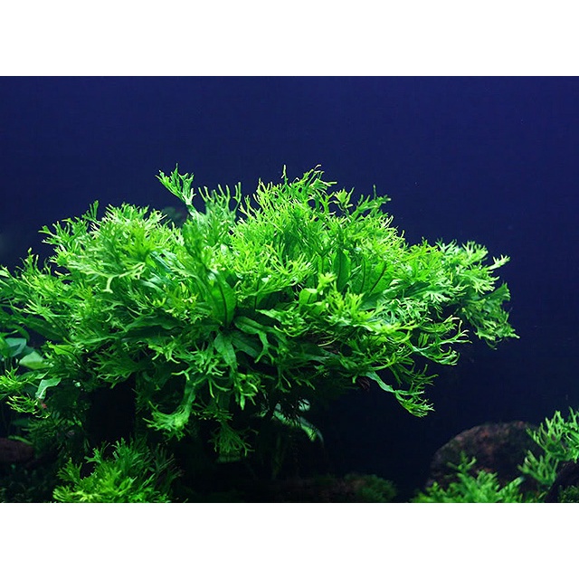 Cây thủy sinh Dương xỉ sừng hươu
