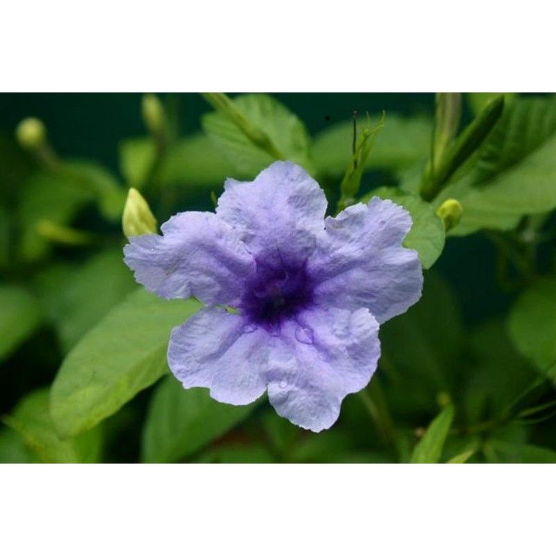 3 cây nổ con