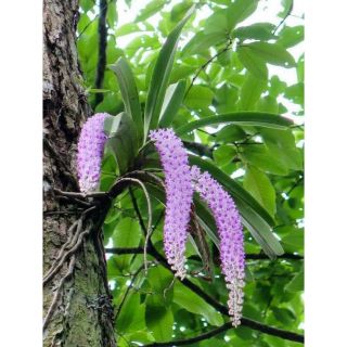 🍀🍀Lan đuôi cáo _ sóc buôn đôn 🌼🌼🌼
Hàng rừng 
130k/10c