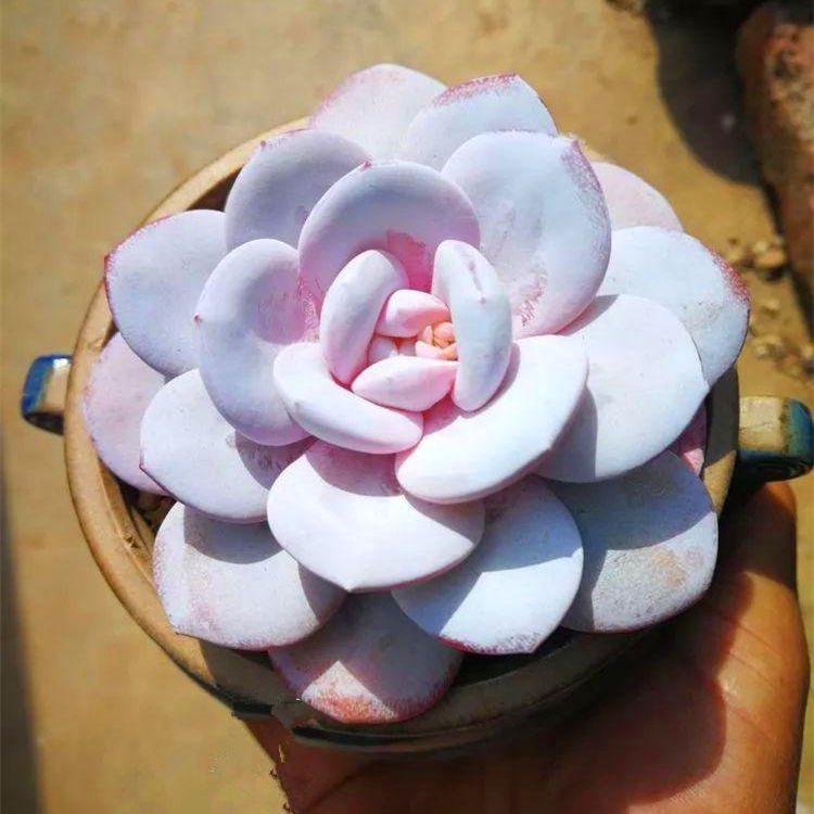 50 Giống quý hiếm Hạt sen đá mọng nước Quả bóng Lá đào Trứng phô mai 50h