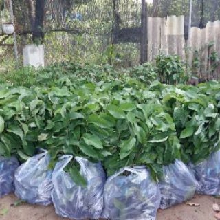 Cây giống na thái lan không hạt ( na hoàng hậu)