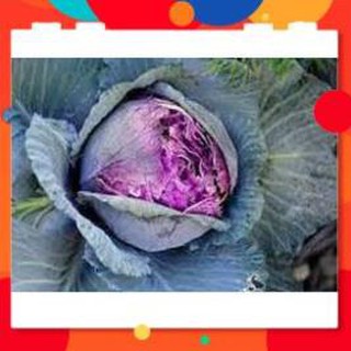 HẠT GIỐNG BẮP CẢI TÍM GÓI 2 GRAM