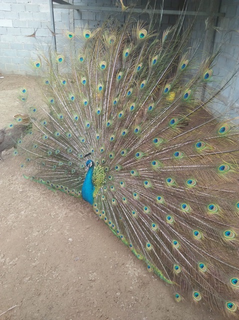 Lông công ngắn ~25cm trang trí loại 1 | BigBuy360 - bigbuy360.vn