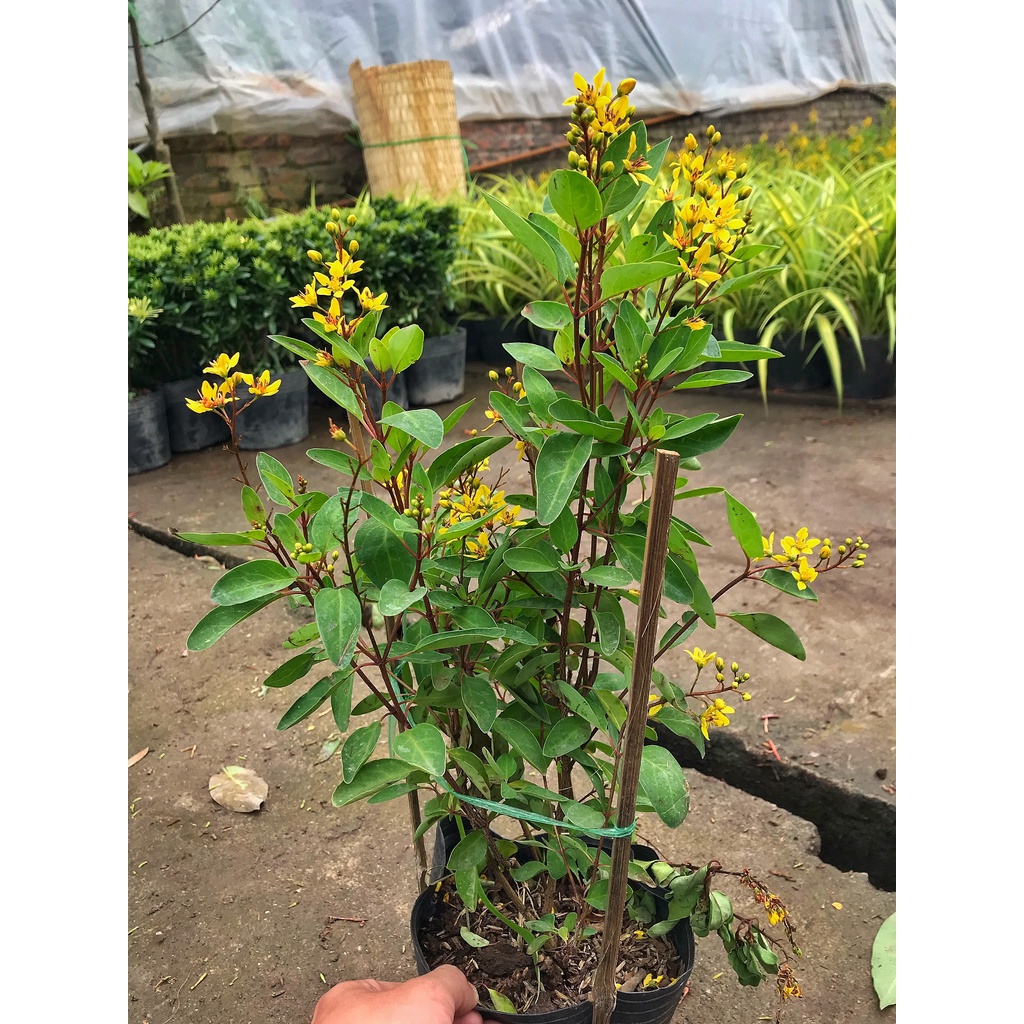 Cây hoa kim đồng vàng cao 35cm, cây cực sai hoa và nở quanh năm, trang trí cảnh quan, sân vườn