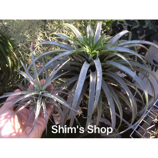 Cây không khí Tillandsia riohondoensis cây con (tặng móc treo)