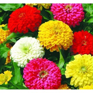 Hạt giống hoa cúc nhi nha thấp cây (Zinnia )
