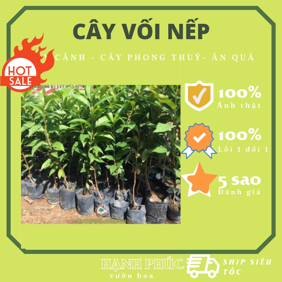 Cây vối nếp  cao 50cm, rậm đẹp, lá sum xuê