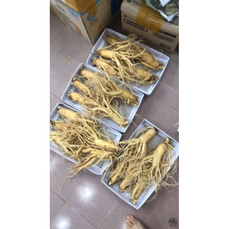 Sâm Tươi Hàn Quốc 5 Củ 1 Kg Thân Dài Loại 1