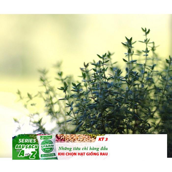 100h Hạt Giống Cỏ Xạ Hương Thyme