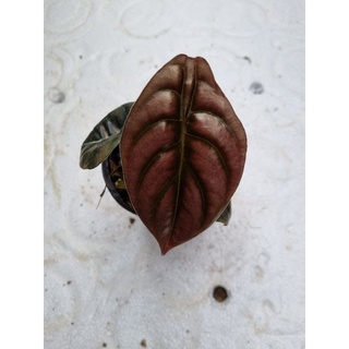 cây Alocasia cuprea