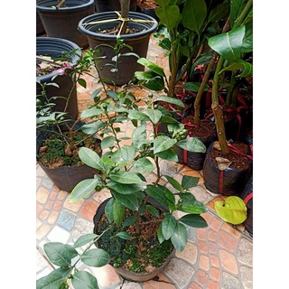 Cây giống Chanh Cao Sản ( SIÊU TRÁI NĂNG XUẤT CAO)