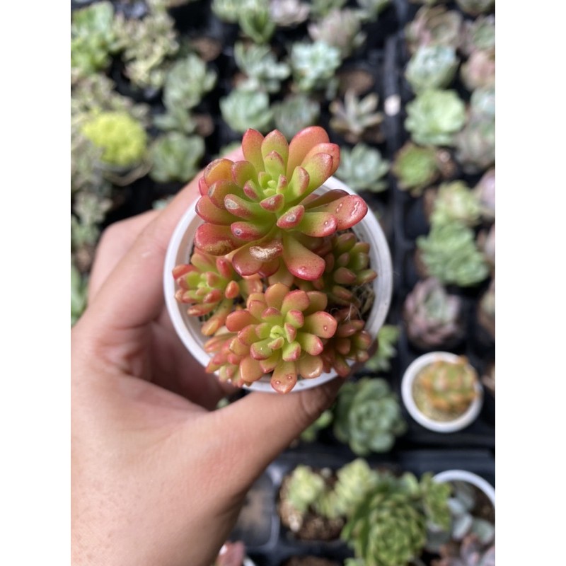 Sen đá rubi mini 5cm