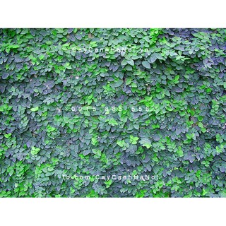 Cây thằn lằn bò leo tường (cây vẩy ốc)