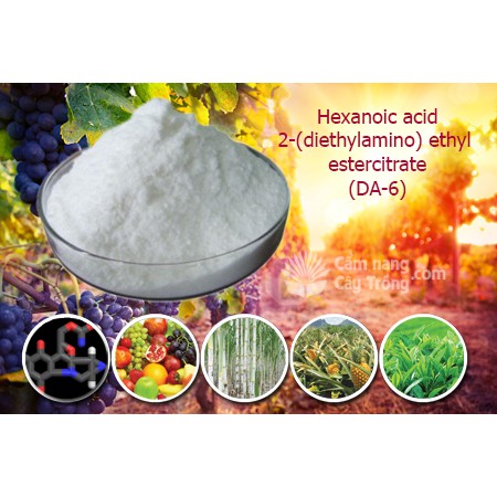 DA6- 98%  TAN TRONG NƯỚC 50gr