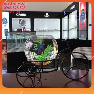 [BÁN BUÔN/SỈ] Bể Cá Mini Xe Đạp 29