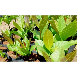 CÂY GIỐNG ĐIỀU ĐỎ