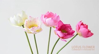 Hoa sen lụa siêu cao cấp(Ảnh thật)