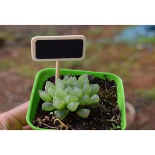 bảng tên cắm màu đen phụ kiện trang trí sen đá tiểu cảnh terrarium