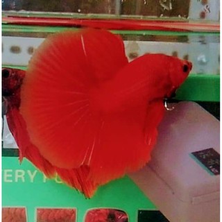 Thức ăn (cá Betta super red half moon)