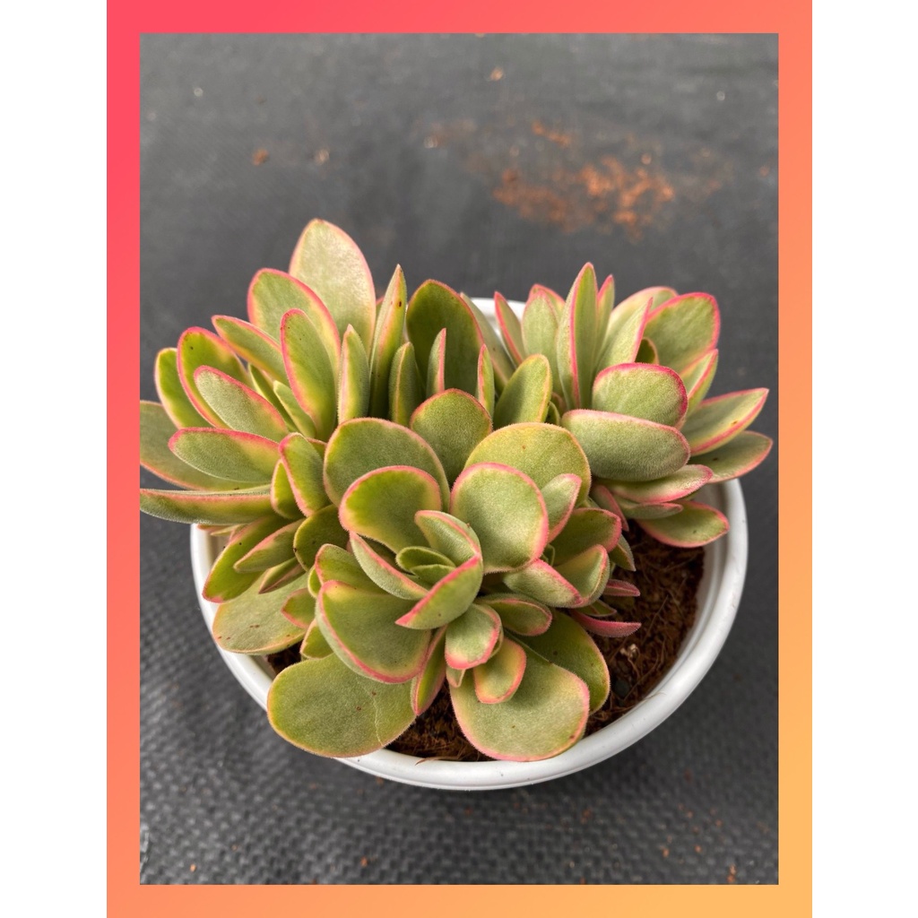 Sen đá bướm var mini Đà Lạt size trung bình cây cảnh trang trí nhà cửa Lolita garden