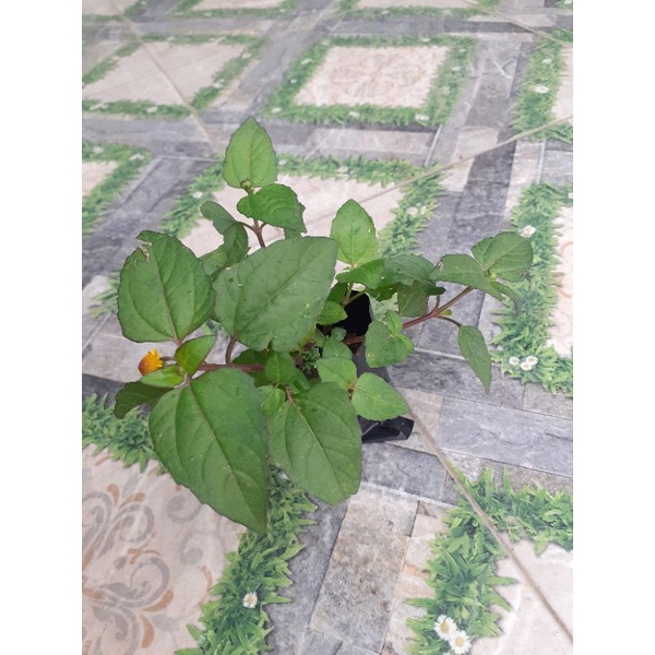 Cây nhức răng hoa vàng/ cây nhức răng/cây khuy áo/cây cúc áo. 1 cây giống