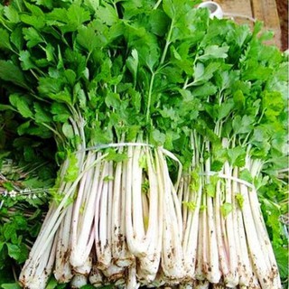 5 gram hạt giống cần tây trắng