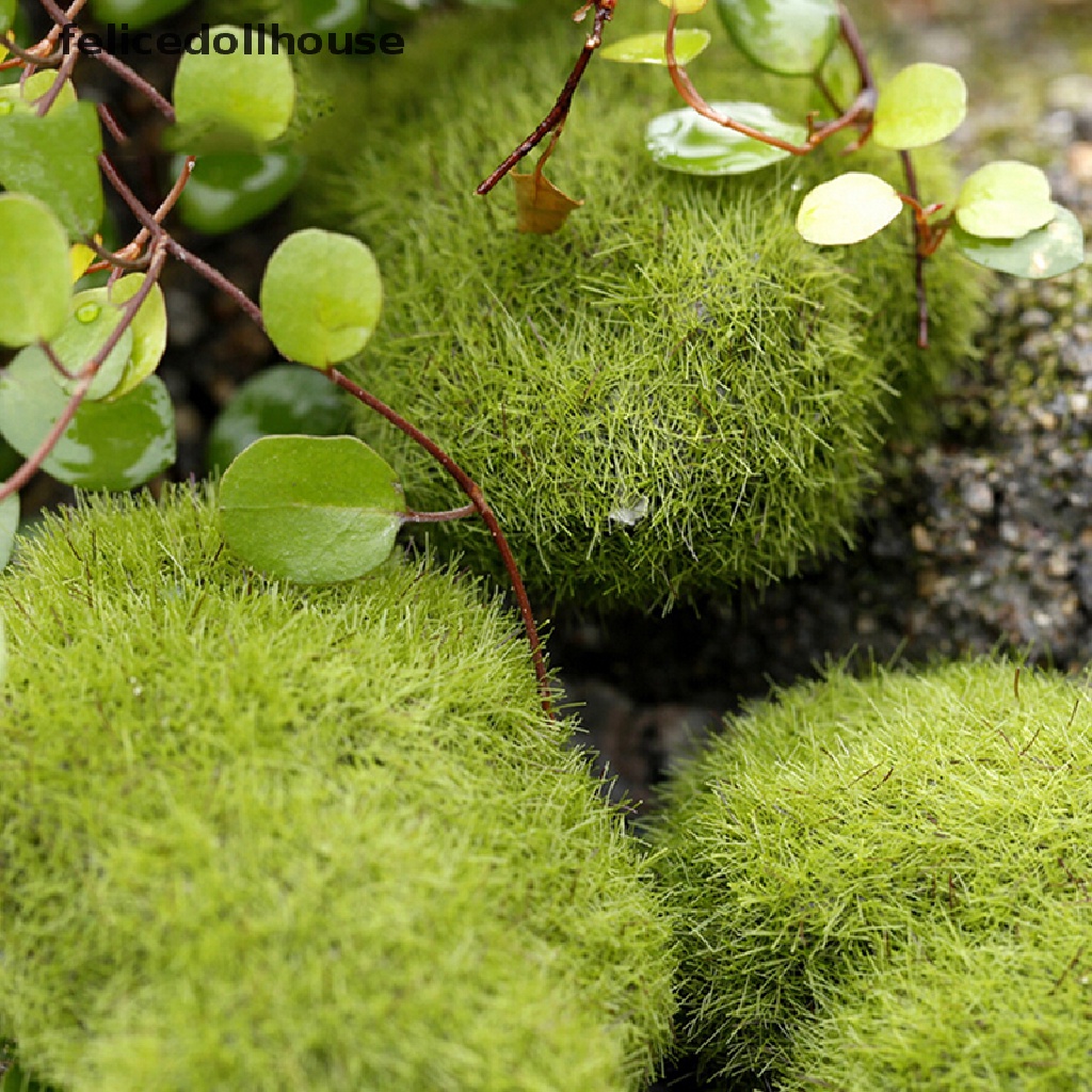 Đá Cỏ Marimo Nhân Tạo Mini Trang Trí Vườn Thần Tiên Terrarium