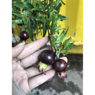 Cây Lựu Tím Lựu Đen (có thể trồng chậu được)
