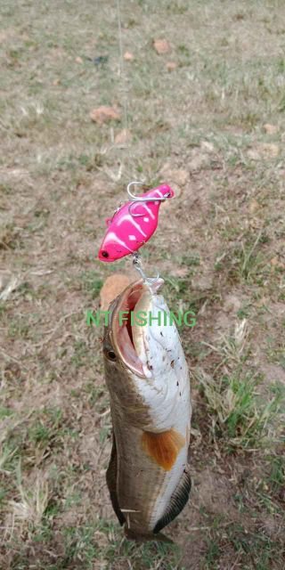 Mồi câu lure TN 50
