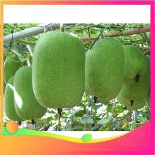 Hạt giống bí xanh đài loan - 10 hạt vietgar
