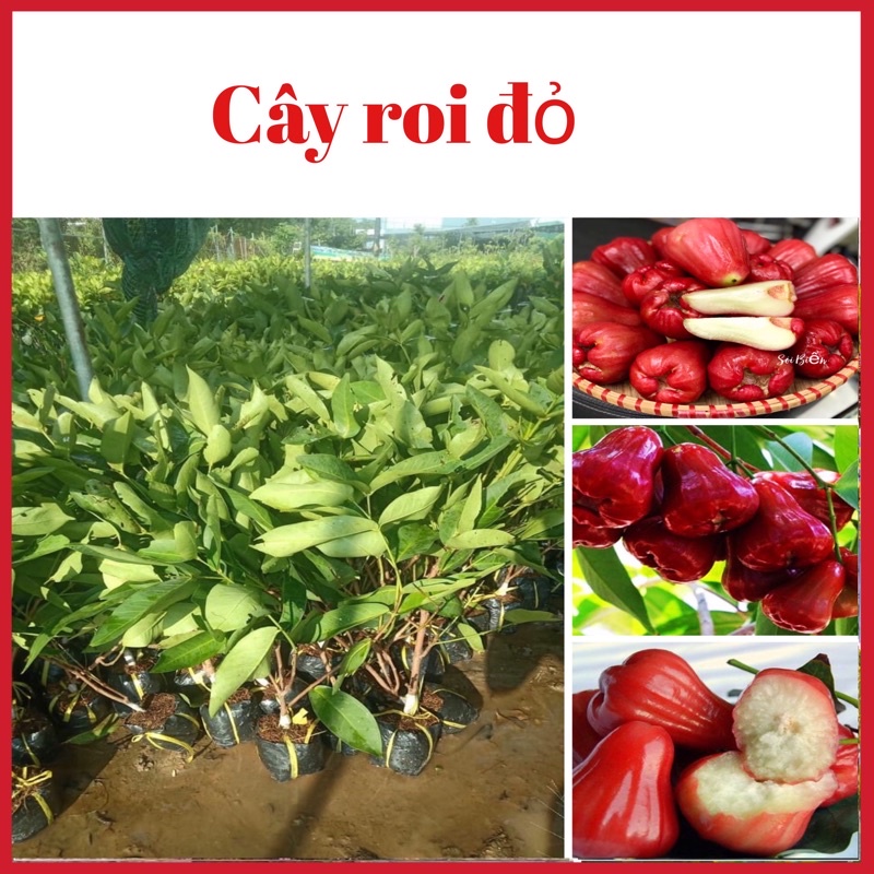 Cây roi đỏ An Phước quả to màu đỏ đẹp mắt (ảnh thật hình cuối)