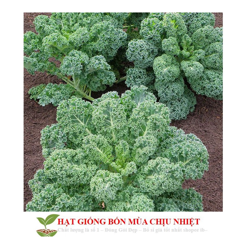 GÓI 50 Hạt Giống Cải Kale Chịu Nhiệt Toscano  luckyseed hạt siêu rẻ