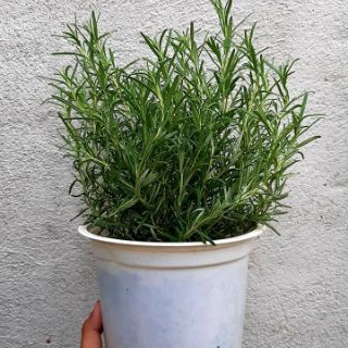 Cây 🌲 Hương Thảo thơm lá