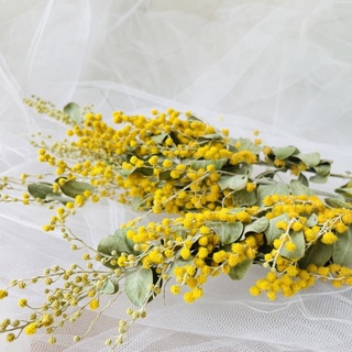 Hoa khô hoa mimosa khô trang trí, decor