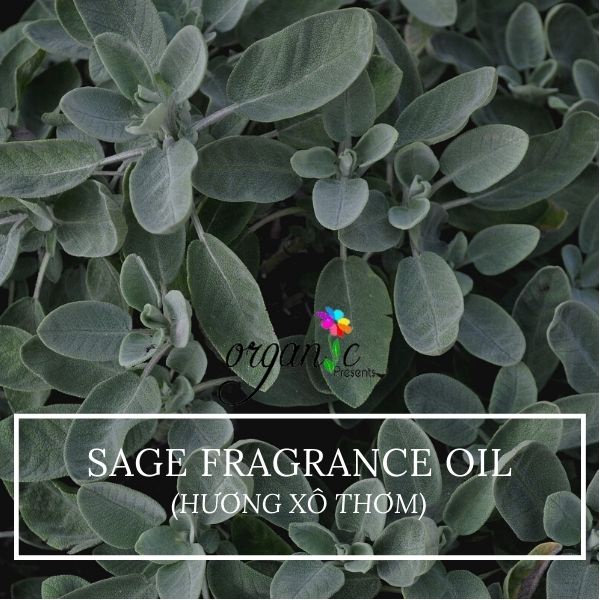 SAGE FRAGRANCE