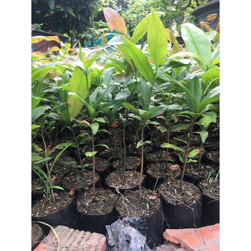 Cây giống Mai Cúc ( Cây giống cao 1m ).